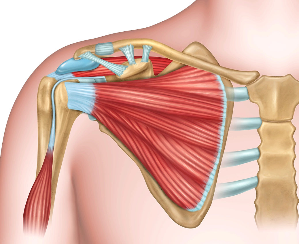 Illustration of shoulder anatomy